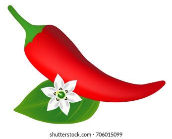 Red chili pepper with leaf and flower.