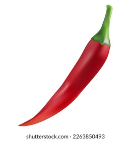 Red chili pepper pod, realistic pepper vector illustration