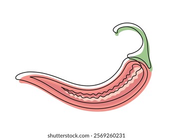 Red chili pepper in section line isolated on white background. Simple silhouette of vegetable. Hand drawn сhili pepper outline. Vector illustration