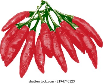 Vector de chile rojo con fondo blanco.