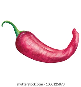 Red chilli pepper Watercolor hand drawn illustration isolated on white background