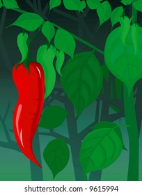  red chilli in the plant	