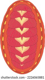 Red Chiton Seashell Vektorgrafik