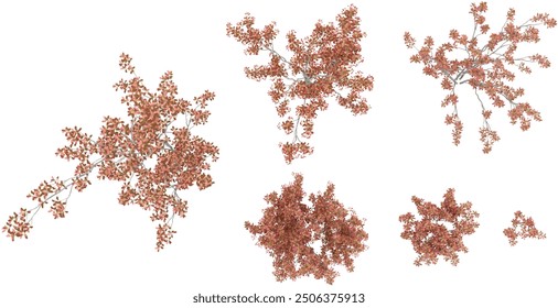 Red chokeberry Trees collection with realistic style from top view