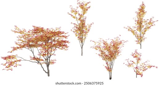 Red chokeberry Trees isolated on white background, tropical trees isolated used for design, advertising and architecture