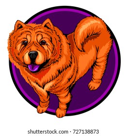 Red chow-chow dog in a circle