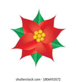 Red Christmas poinsettia flower isolated on white background