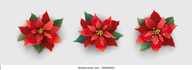 Red Christmas Poinsettia Flower Isolated On White Background. Vector Illustration.