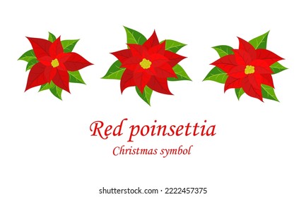 Red Christmas poinsettia. Set with poinsettia flowers. Christmas symbol. Vector illustration.