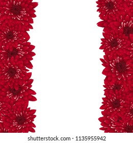 Red Chrysanthemum Border isolated on White Background. Vector Illustration.