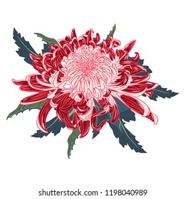 Red chrysanthemum flower and leaves composition. Vector illustration.