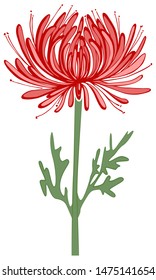 Red chrysanthemum flower with petals and leaves.