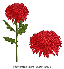 Red chrysanthemum flowers isolated on white background. Vector illustration.