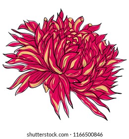 Red chrysanthemum line pattern. Colored and lined chrysanthemum isolated flower. Tattoo chrysanthemum flower blossoms.