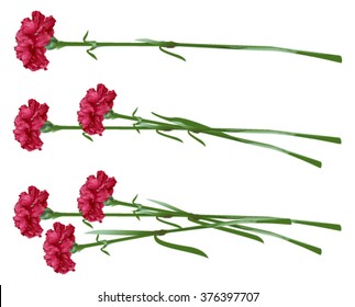 Red clove. Bouquet of carnations. Isolated on white illustration