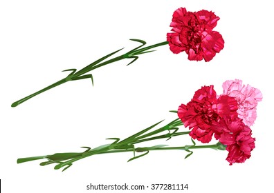 Red clove. Bouquet of carnations. Isolated on white illustration