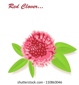 Red clover background with a space for the text. Vector. eps 8