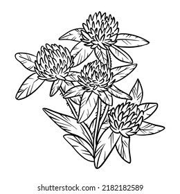 Red clover botanical lineart vector icon. Flower comic style image. Hand drawn isolated lineart illustration for prints, designs, cards. For books, stickers, posters, web design