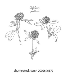 The Red clover. Botanical sketch. Hand drawn vector Illustration.	