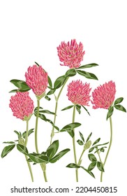 red clover, field flowers, vector drawing wild plants at white background, flowering meadow , hand drawn botanical illustration