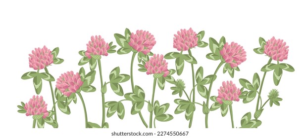 rote Klee, Feldblumen, Vektorgrafik von Wildpflanzen auf weißem Hintergrund, Blumenelemente, handgezeichnet botanische Illustration