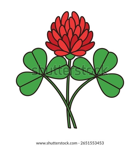 Red Clover Flower with Green Three Leaf Clovers shamrock