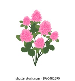 Red clover flower herbal branch isolated on white background. Wild plants and leaves. Cute pink flowers vector illustration. Summer concept.