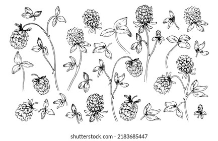 Red Clover Flower for honey extraction in vintage style. Sketch of Trifolium. Drawing of Pratense. Botanical vector illustration