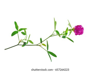 Red clover flower isolated on white vector illustration