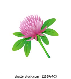 Red Clover Flower Isolated. Vector Illustration