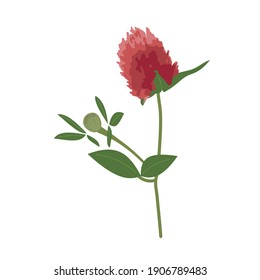 Rote Kleeblume auf einem Stamm. Heilkräuter, Pflanzen, Wildblumen. Handgezeichneter Vektor. Frühling, Sommer, Phytomedizin, Kräutermedizin. Für Unterrichtshilfen, Blogs, Muster, Illustrationen.