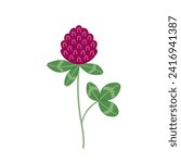 Red clover flower. Organic nature medical herb. Blooming herbaceous plant. Hand drawn flat vector illustration isolated on white background.