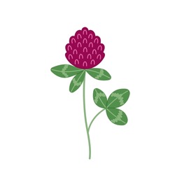 Red Clover Flower. Organic Nature Medical Herb. Blooming Herbaceous Plant. Hand Drawn Flat Vector Illustration Isolated On White Background.
