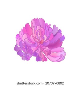 Red Clover isolated on a white background. Hand drawn herb illustration.
