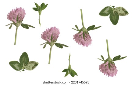 Red clover leaves and buds seamless pattern isolated on white background

