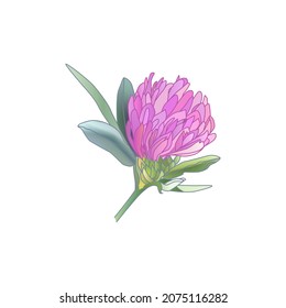 Red Clover with leaves isolated on a white background. Hand drawn herb illustration.