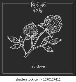 Red clover medical herb sketch botanical design icon for medicinal herb or phytotherapy herbal tea infusion package. Vector isolated red clover plant symbol for herbal natural medicine