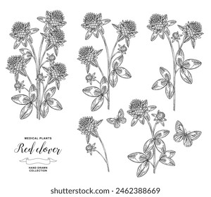 Planta de trébol rojo aislada. Ilustración vectorial. Flores dibujadas a mano y hojas de trébol. Colección de hierbas médicas. Grabado Antiguas en blanco y negro.