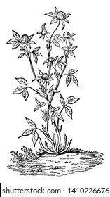 The red clover plant is seen in this frame and its flowers are round and solid. It is widely grown as a fodder crop, vintage line drawing or engraving illustration.