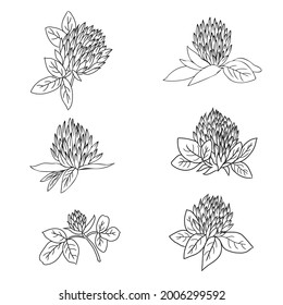 Red clover, Shamrock set wild field flower isolated on white, botanical hand drawn doodle ink vector line art illustration for design package tea, cosmetic, medicine, greeting card, wedding invitation
