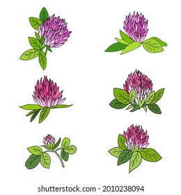 Red clover, Shamrock set wild field flower isolated on white, botanical hand drawn doodle ink vector colorful illustration for design package tea, cosmetic, medicine, greeting card, wedding invitation