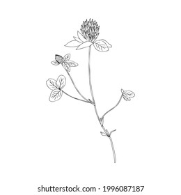Red clover, Shamrock wild field flower isolated on white, botanical hand drawn doodle ink vector illustration, line art for design package tea, cosmetic, medicine, greeting card, wedding invitation