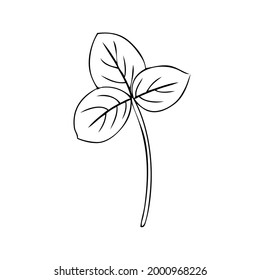 Trébol rojo, flor de campo salvaje Shamrock aislado en blanco, dibujo botánico a mano lápiz de doodle ilustración vectorial, línea de arte para el diseño paquete de té, cosmético, medicina, tarjeta de saludo, invitación a la boda