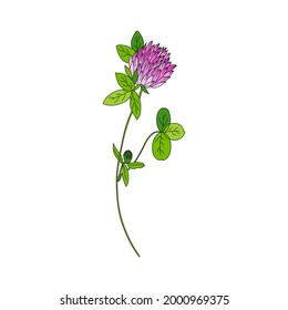 Red clover, Shamrock wild field flower isolated on white, botanical hand drawn doodle ink vector  colorful illustration, for design package tea, cosmetic, medicine, greeting card, wedding invitation