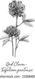 Red Clover. Red Clover - Clover Sprouts. Sketchy vector hand-drawn illustration.
