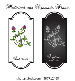 Red Clover or Trifolium pratense, hand drawn botanical vector illustration