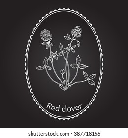 Red Clover or Trifolium pratense, hand drawn botanical vector illustration