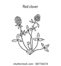 Red Clover or Trifolium pratense, hand drawn botanical vector illustration