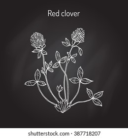 Red Clover or Trifolium pratense, hand drawn botanical vector illustration
