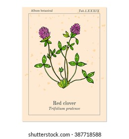 Red Clover or Trifolium pratense, hand drawn botanical vector illustration